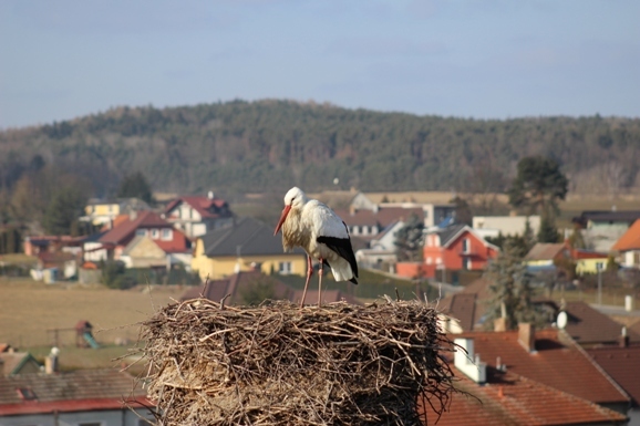 "Dubenský" čáp přiletěl v sobotu 18. 2. 2017. Známe už i jeho pravé jméno: V Německu mu hned po vylíhnutí začali říkat Max.