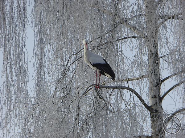 foto - matka dubenského Maxe zimující v Isny