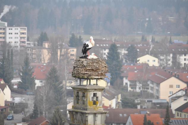 foto - rodiče dubenského čápa Maxe Romeo a Julia na hnízdě v Isny